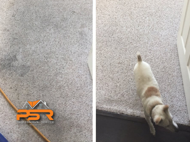 Pet Stain and Odor Removal